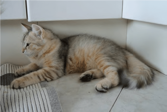 Кошка британская, окрас биметаллик